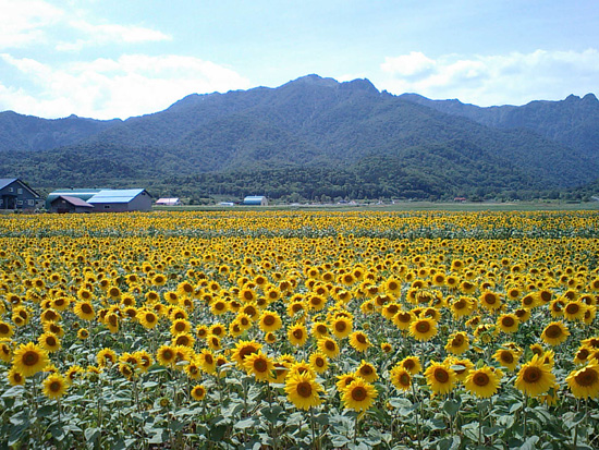 あなただけを見つめる（ひまわり花言葉）
