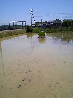 田植え