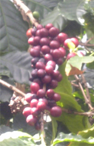 コーヒーノキ実