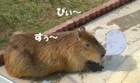カピバラさん。