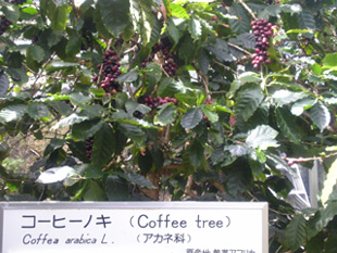 コーヒーノキ