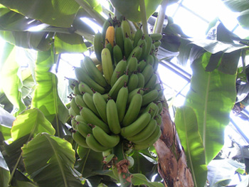 バナナワニ園のばなな。