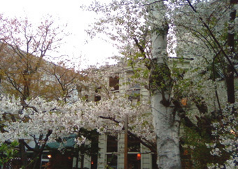 2010sakura2