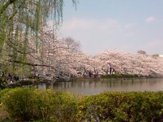 sakura2009