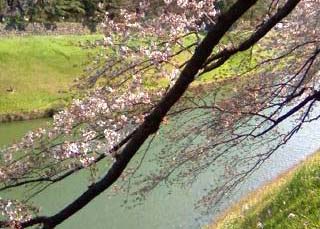 sakura2009