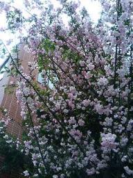 西新橋で見つけた桜