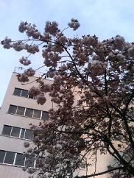 桜田公園の遅咲きの桜