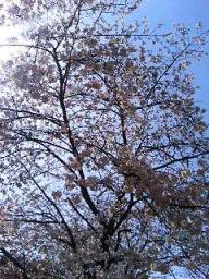 桜田公園の桜