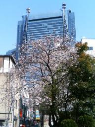 桜田公園からの桜と汐留のﾋﾞﾙ