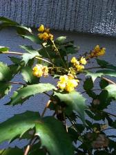 境内の小さな花