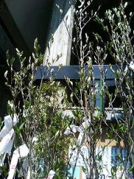 おみくじ結び木～春