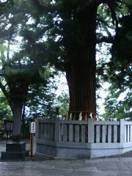諏訪大社秋宮御神木