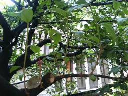 不思議な生え方の榊