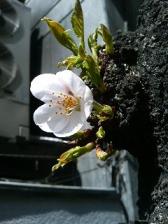 幹についた桜の花