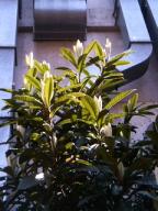 社務所前の新葉