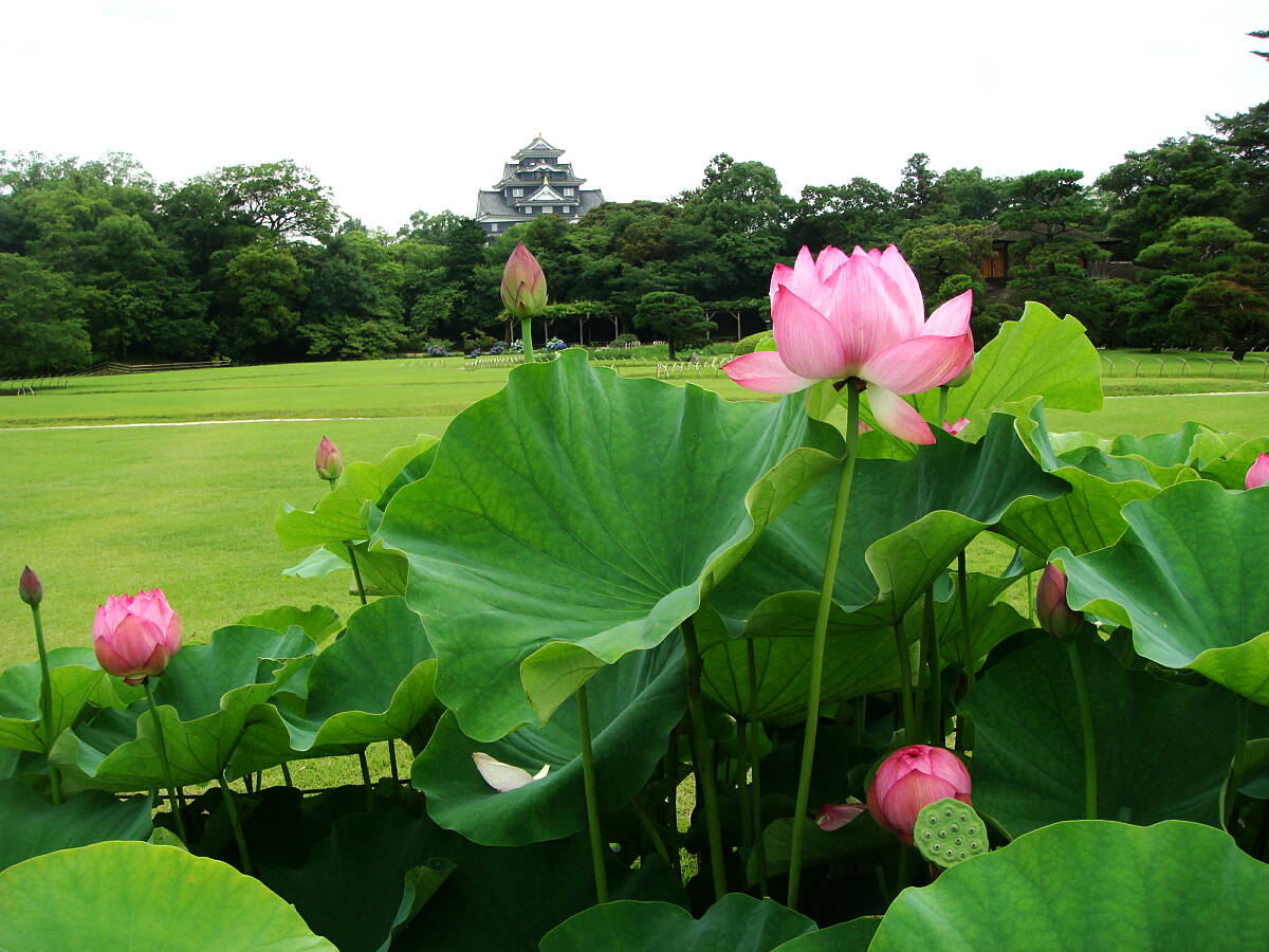 後楽園の蓮の花 楽天版じぶん更新日記 楽天ブログ