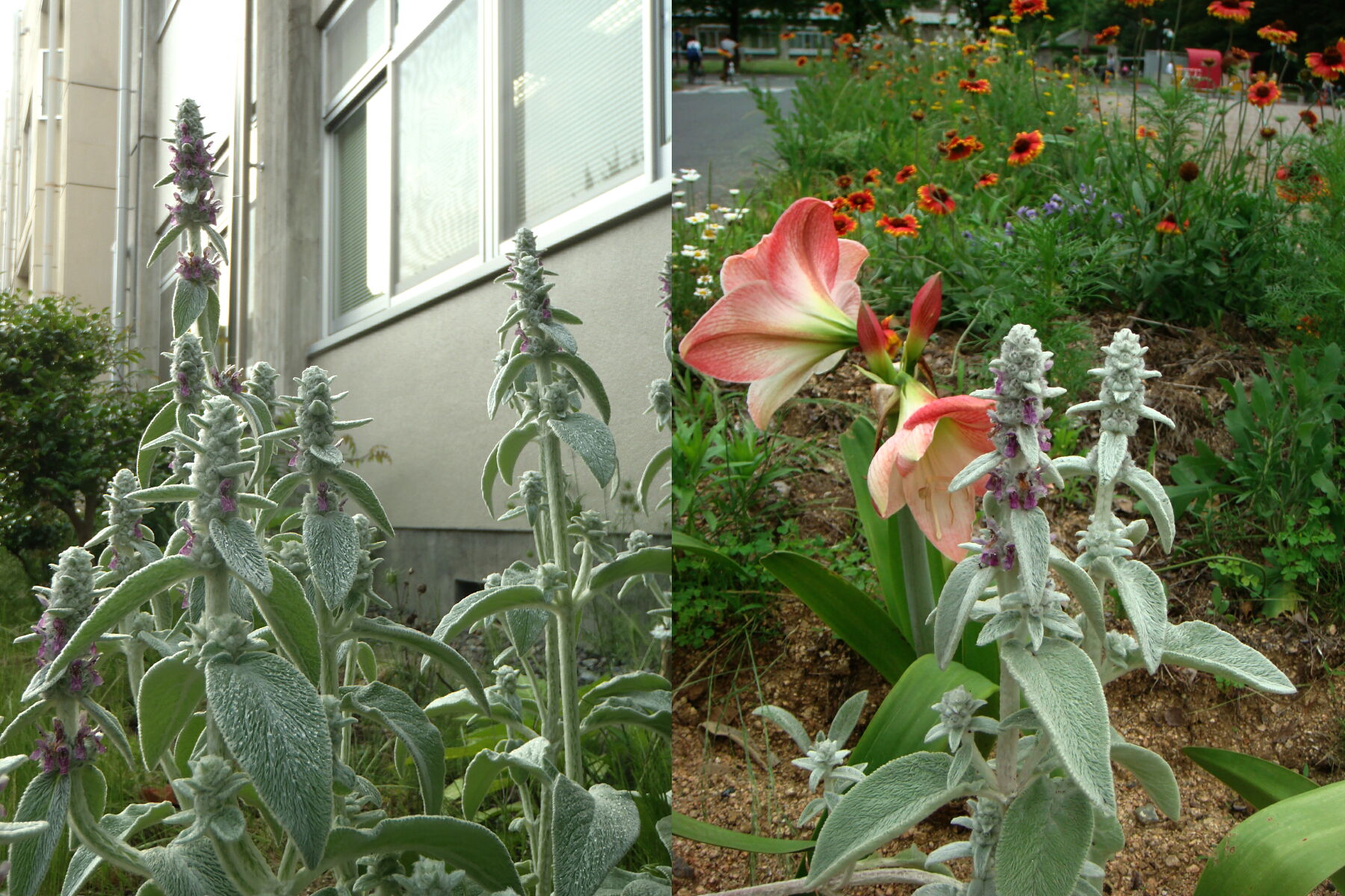 ラムズイヤーの花 楽天版じぶん更新日記 楽天ブログ