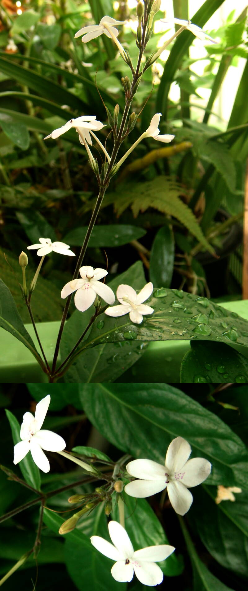 リンク修正 洋蘭の鉢で増殖する謎の白い花 お尋ねモード 楽天版じぶん更新日記 楽天ブログ