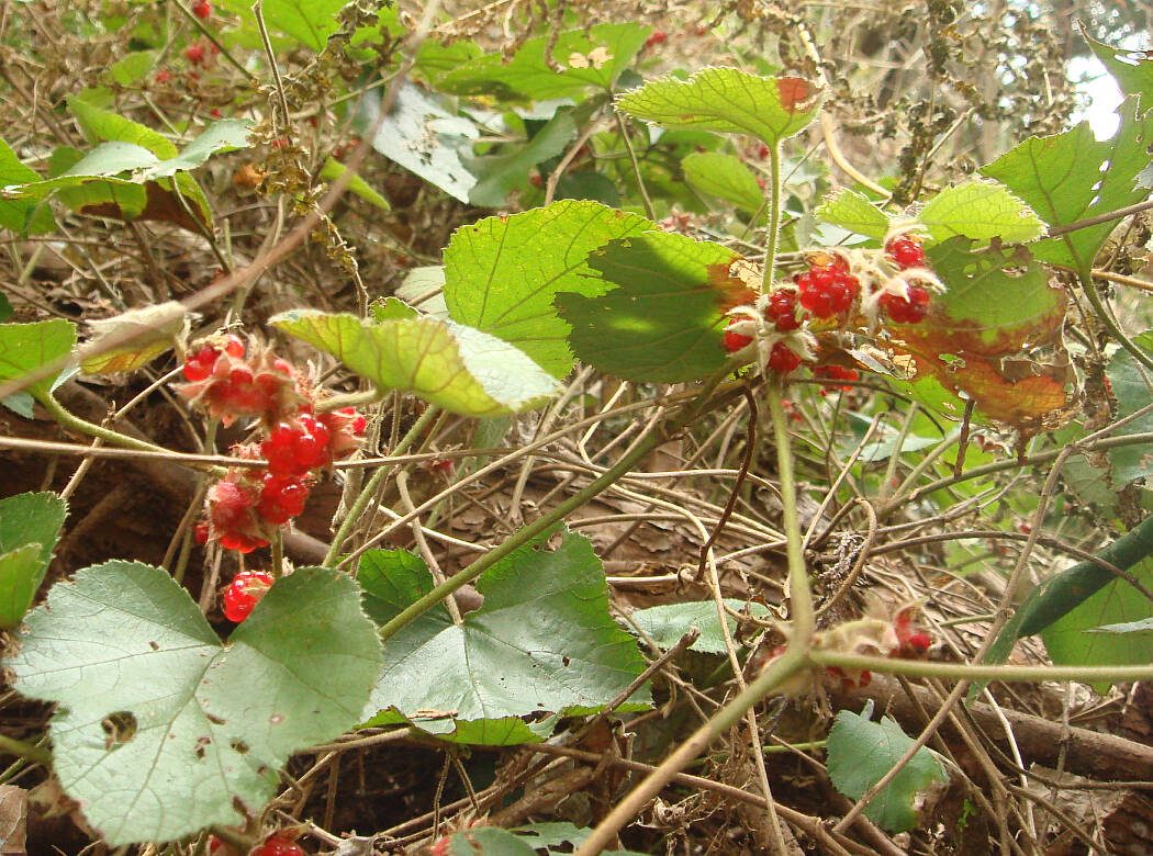 赤い実をつけたツル植物 お助けモード 楽天版じぶん更新日記 楽天ブログ