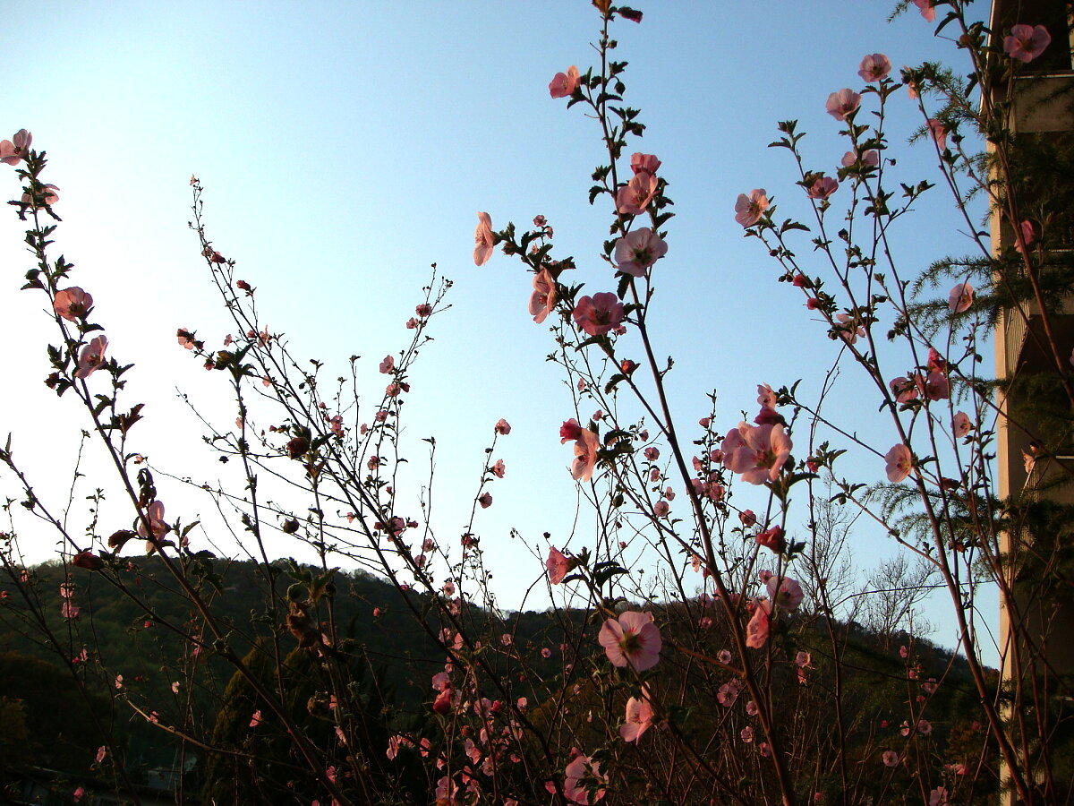 四季咲き花木の女王 アニソドンティア マルバストロイデス 楽天版じぶん更新日記 楽天ブログ