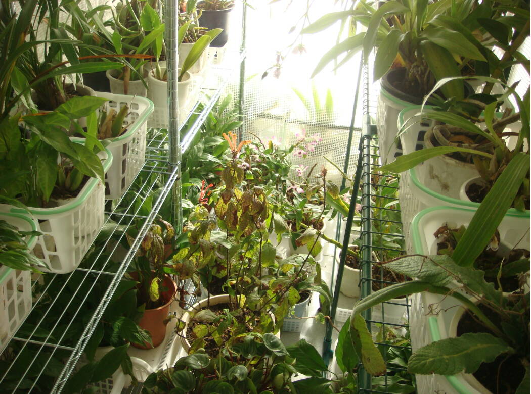 室内温室で年を越す洋蘭と観葉植物たち 楽天版じぶん更新日記 楽天ブログ