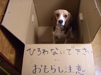 拾わないでください