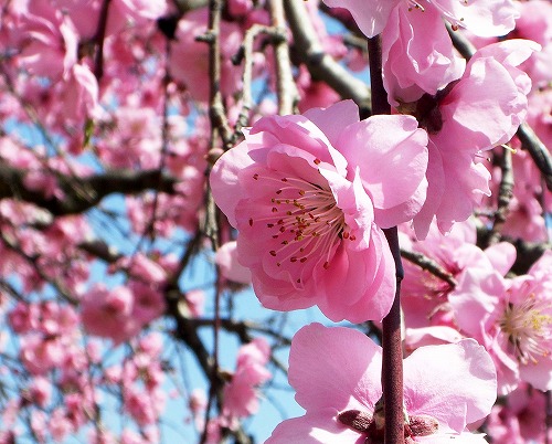 シダレ桜