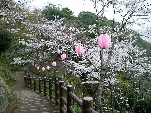 曲田山の桜