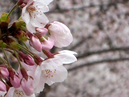 桜