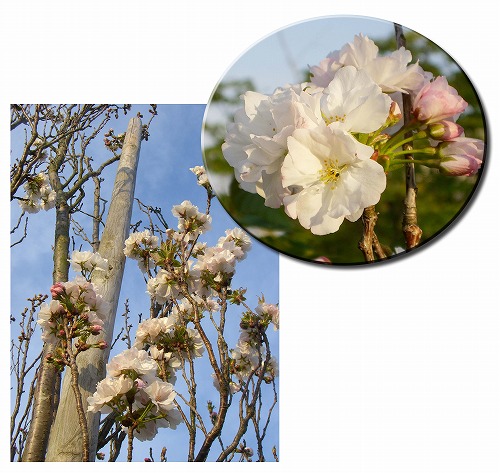 天の川桜