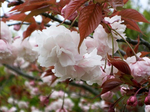 普賢象桜