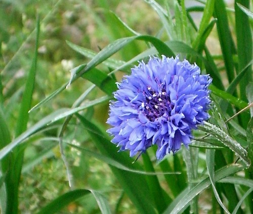 むらさきの花