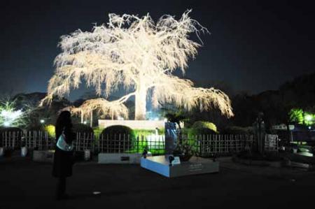 円山公園の桜.jpg