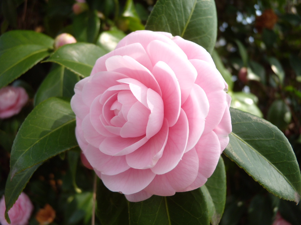 DSCN7348.JPG