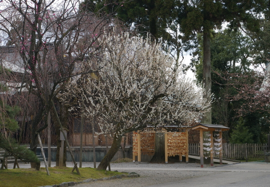 2011.4.7 hakubai.JPG