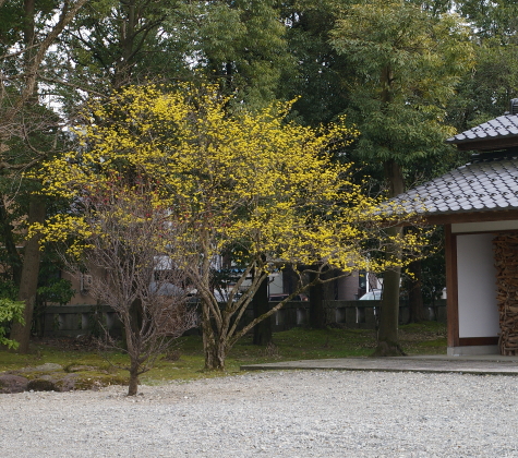 2011.4.7 sannshu 3.JPG