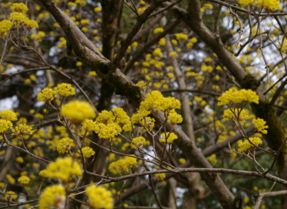 2011.4.7 sannshu 4.JPG