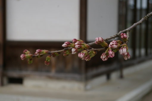 2011.4.7 sakura 3.JPG