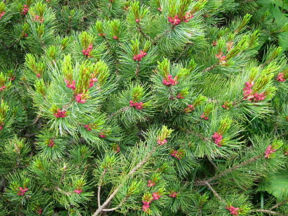 2011.7.18  アルペンルート　11.JPG