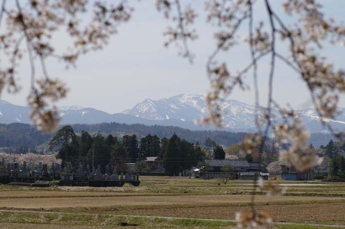 2011,4,17 hanami 3.JPG