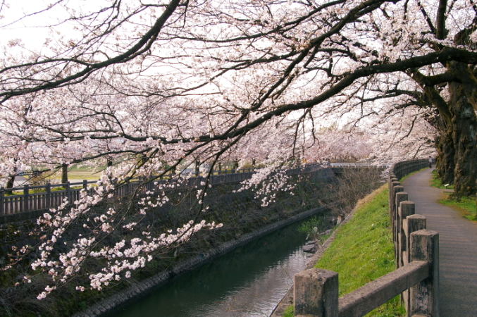 2011.4.10 SAKURA 3.JPG