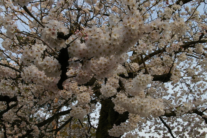 2011.4.10 SAKURA 2.JPG