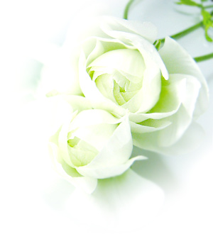 ranunculus2.jpg