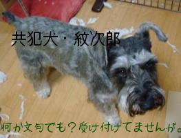 共犯犬