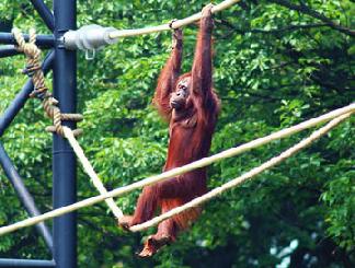 オランウータン