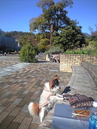 CA3A0011 ・・・焼きそばまで届かないラッキー動物園前の植物園で.jpg