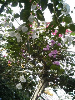 ちいさいピンク