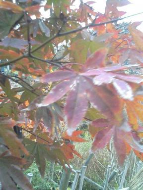 赤もみじ