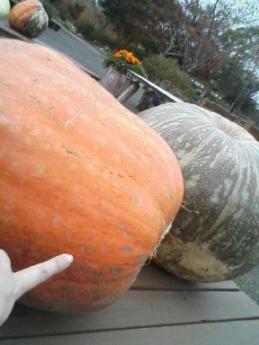 大きいかぼちゃ2