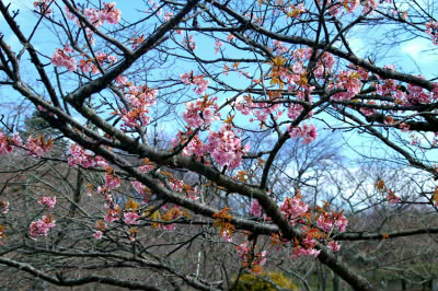 河津さくら２.jpg